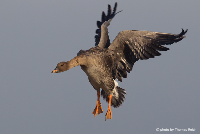 Taiga Bean Goose in flight
