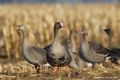 White-fronted Geese in autumn