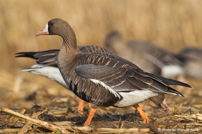 Greater White-fronted Goose foraging