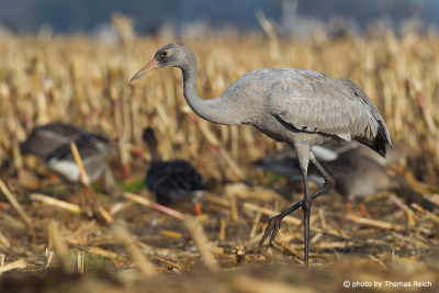 Juvenile Common Crane on cornfield