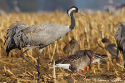Common Crane eating
