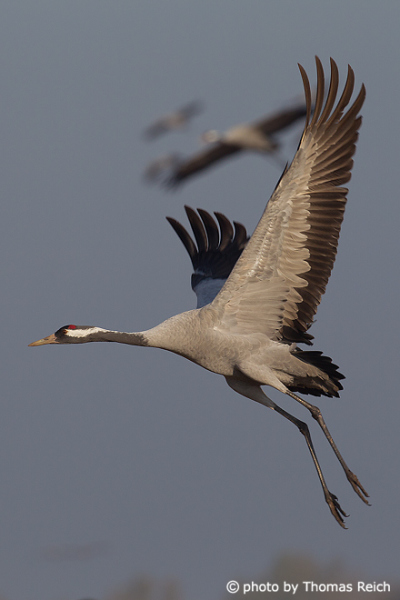 Common Crane migratory birds in fall