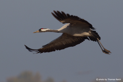 Landing Common Crane