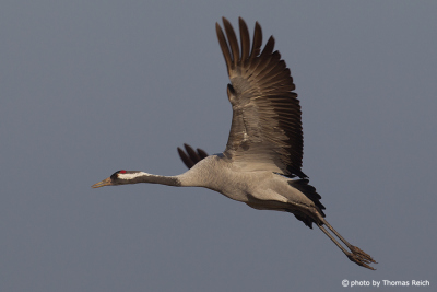 Wingspan of the Common Crane