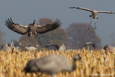 Common Crane landing in cornfield