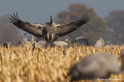 Common Crane landing in maize field