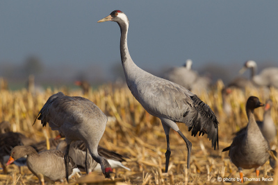 Common Cranes with geese foraging