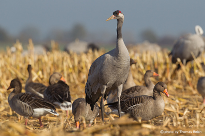 Common Cranes with geese in corn field