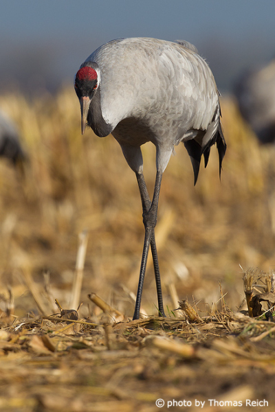 Common Crane in Northern Germany