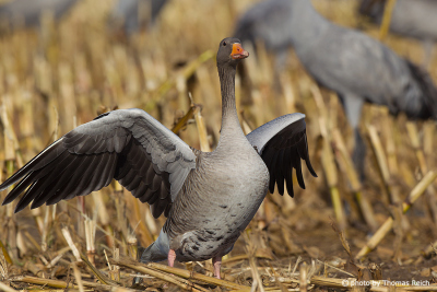 Greylag Goose in the corn field