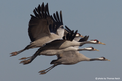 Flock of flying Common Cranes