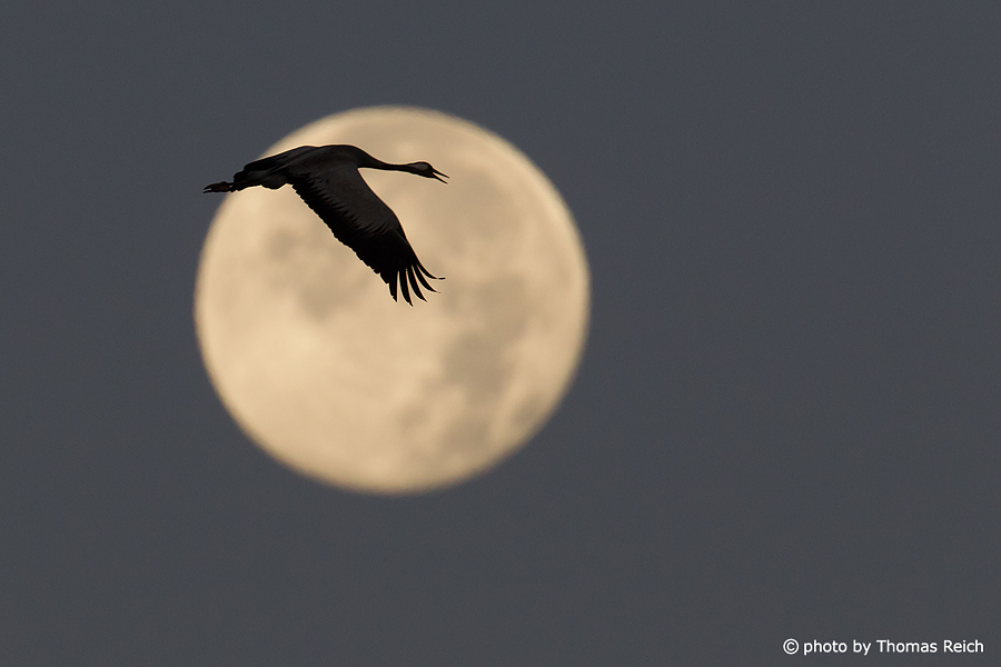 Common Crane Silhouette and full moon