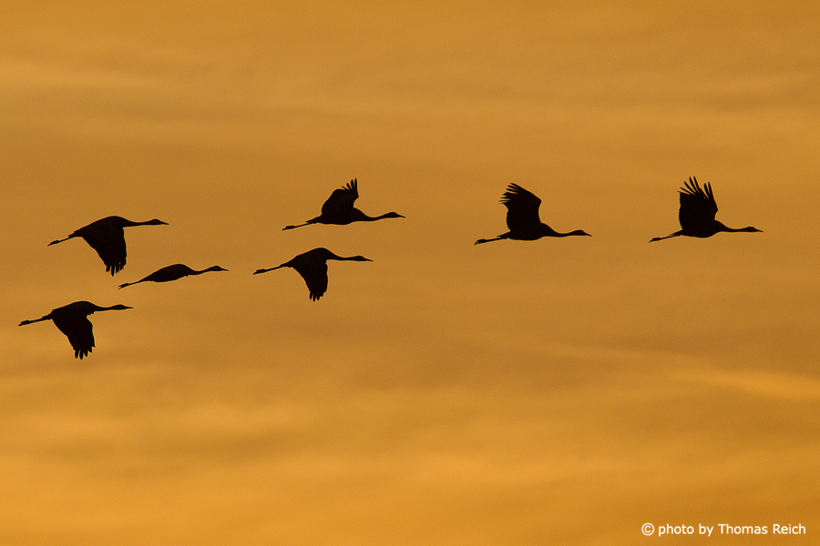 Common Crane flying V formation