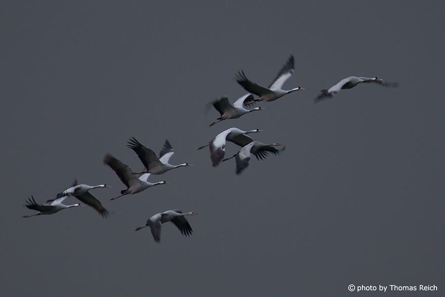 Common Cranes migration