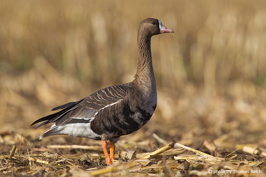 Greater White-fronted Goose in cornfield