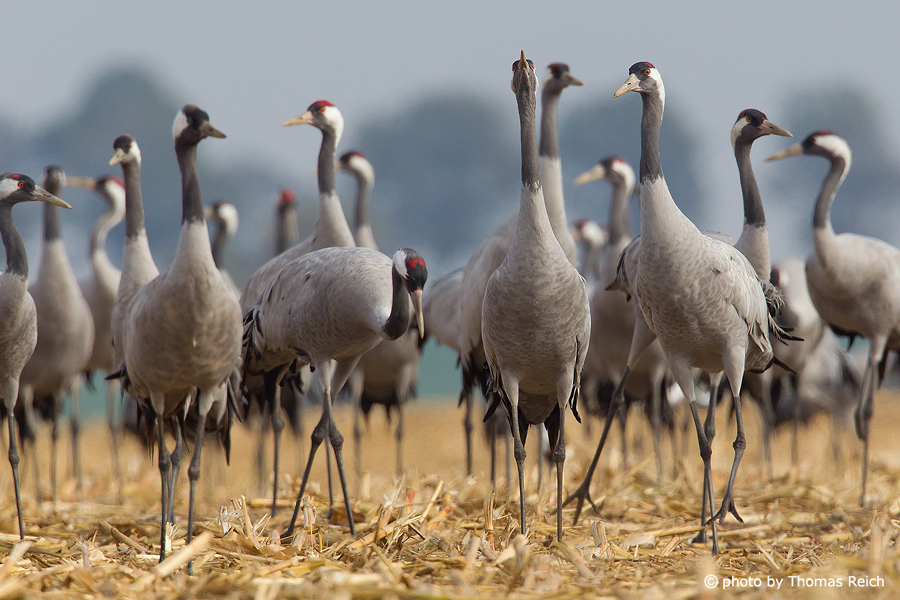 Common Cranes standing on cornfield
