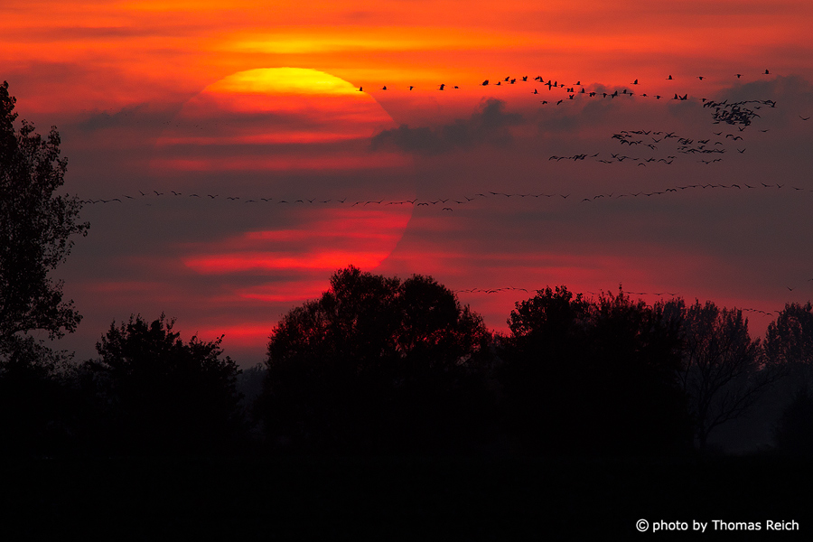 Bird migration of cranes in the evening