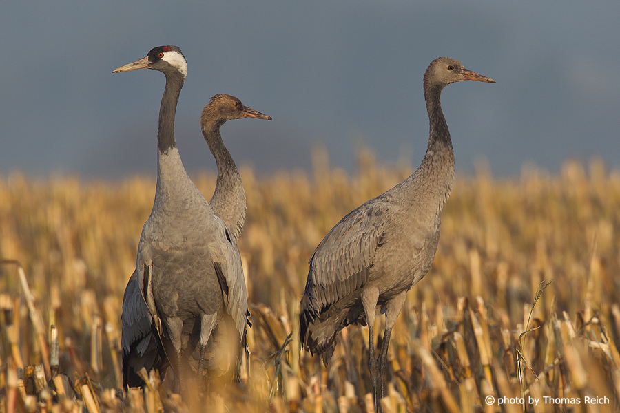 Common Cranes on field