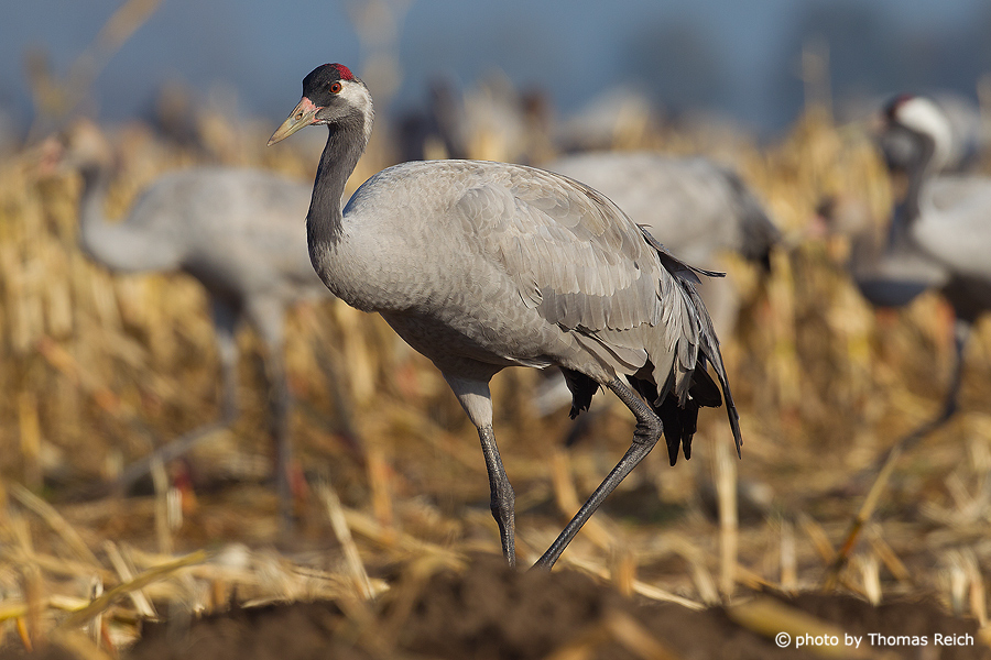 Common Cranes in North East Germany