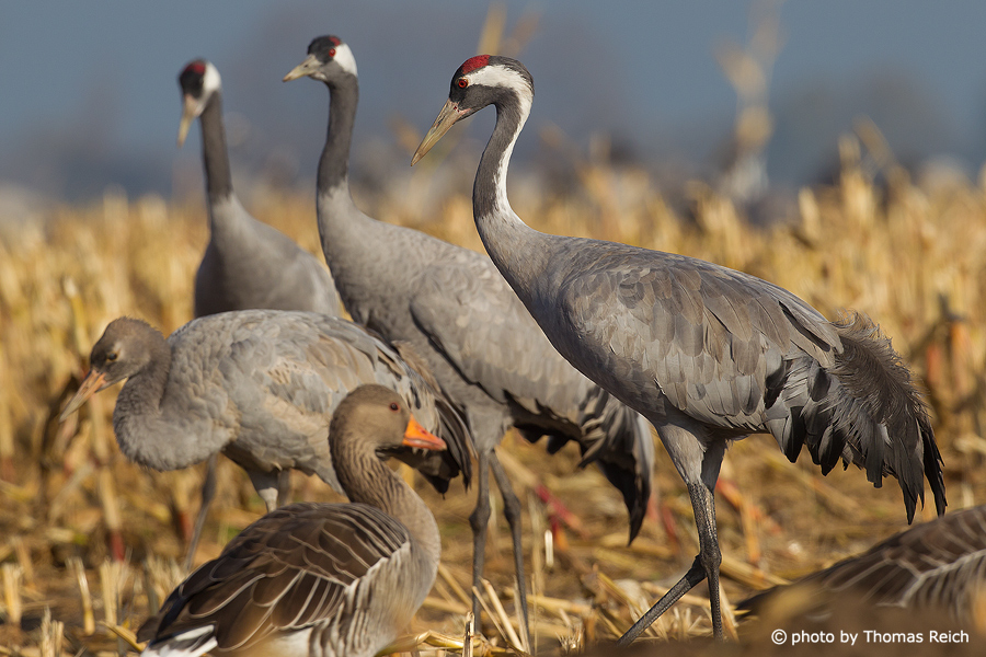 Common Cranes on farmland