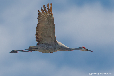 Sandhill Crane wingspan