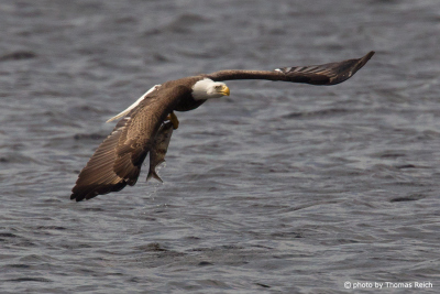 Bald Eagle with fish in talons