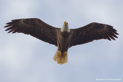 Bald Eagle from below