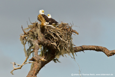 Bald Eagle breeding couple in nest