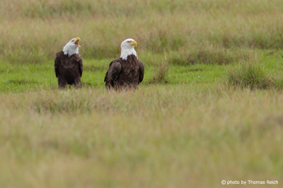 Bald Eagle male vs female