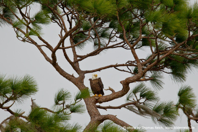 Bald Eagle on a perch
