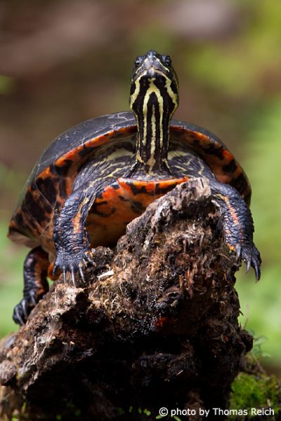 Florida Red-bellied Cooter, USA