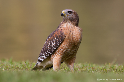 Red-shouldered Hawk diet