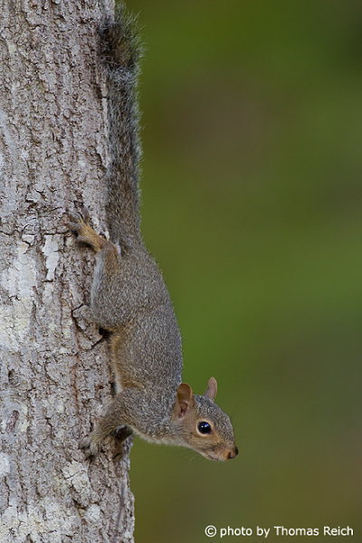 Grauhörnchen klettert kopfüber Baum hinunter