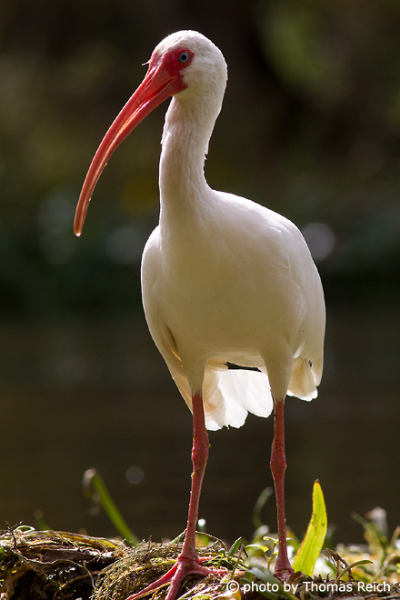 American white ibis curved beak
