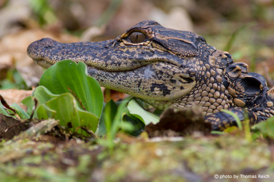 Junger Alligator in Florida