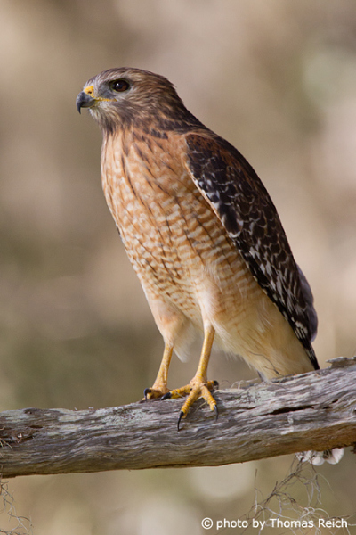 Red-shouldered Hawk call