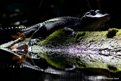 Kleiner Alligator schläft