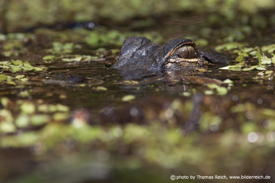 American alligator in the swamp