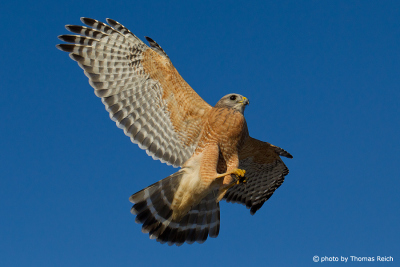 Red-shouldered Hawk flying
