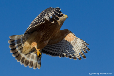 Red-shouldered Hawk habitat