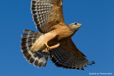 Flying Red-shouldered Hawk from below