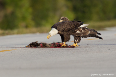 Bald Eagles are scavengers