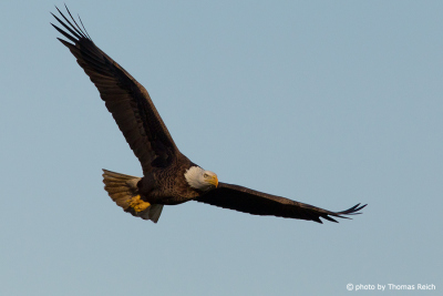 Bald Eagle speed flight