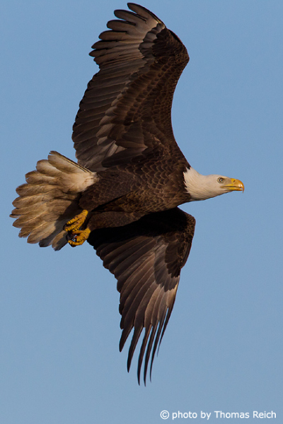 Flying Bald Eagle close up