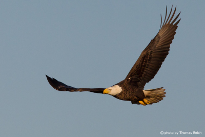 Wingspan Bald Eagle