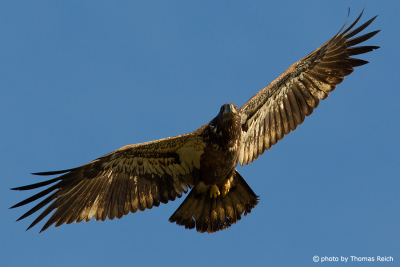 Young Bald Eagle from below