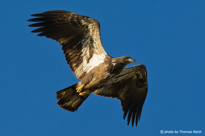 Young Bald Eagle practice to fly