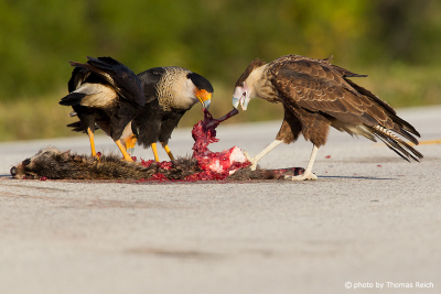 Northern Crested Caracara diet