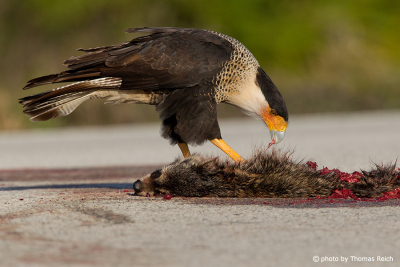 Northern Crested Caracara with prey