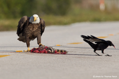 Bald Eagle feeds on dead animal on road